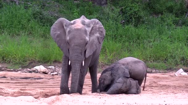 Two Young Elephants Play Sand While Mother Digs Hole Sand — Vídeos de Stock