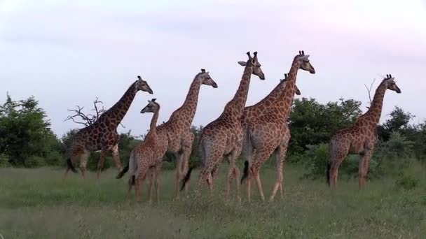 Giraffe Stand Grouped Together Wild Timbavati Game Reserve South Africa — 图库视频影像