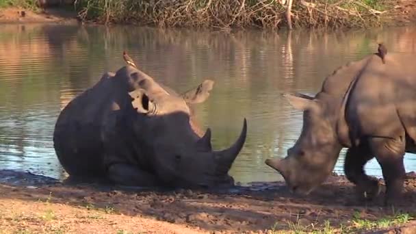 Tired Mother Rhino Sleeps Water Edge Her Calf Walks Front — Stockvideo