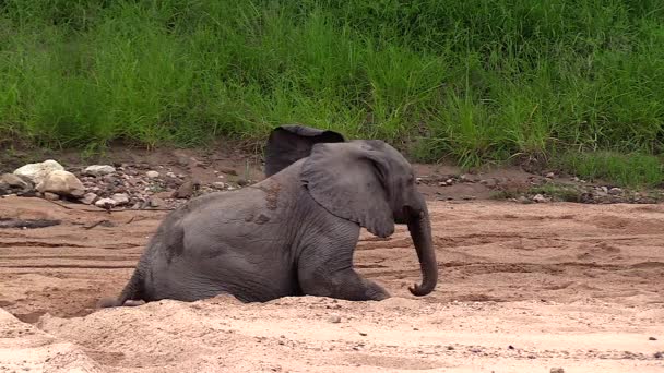 Silly Young Elephant Wiggles While Scratching His Belly Sand — Vídeo de stock