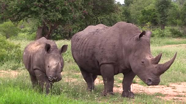 White Rhino Mother Her Calf Stand Side Side Perfectly Posing — Stock Video