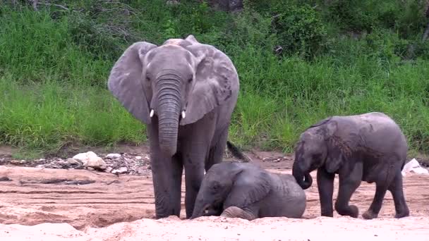 Young Elephant Resting Sand Riverbed Its Mother Another Playful Youngster — Stok video