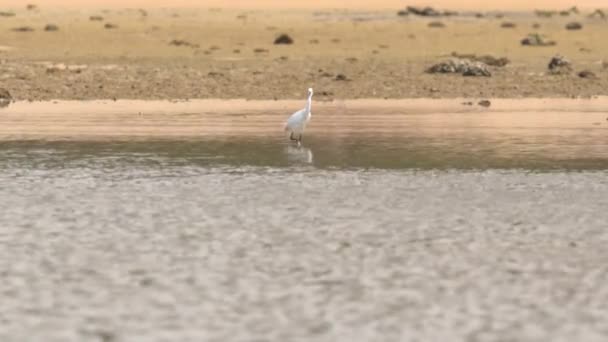 Snowy Egret Walking Alone Seashore Medium Shot — Vídeos de Stock