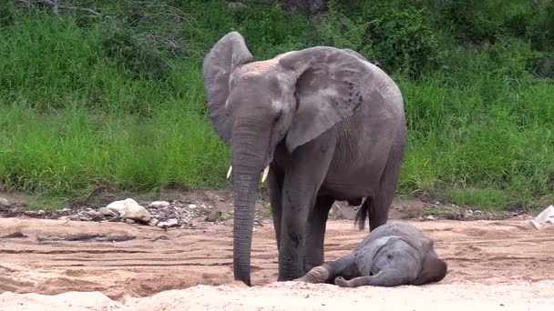 Young Elephant Resting Sand Its Mother Feet She Digs Hole — Videoclip de stoc