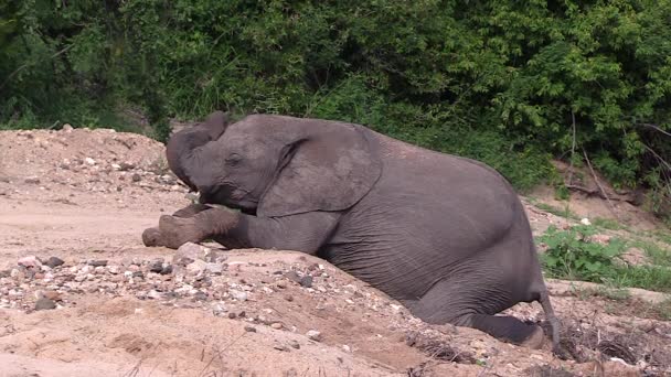 Elephant Calf Resting Sandy Dried Riverbed Timbavati South Africa — Wideo stockowe