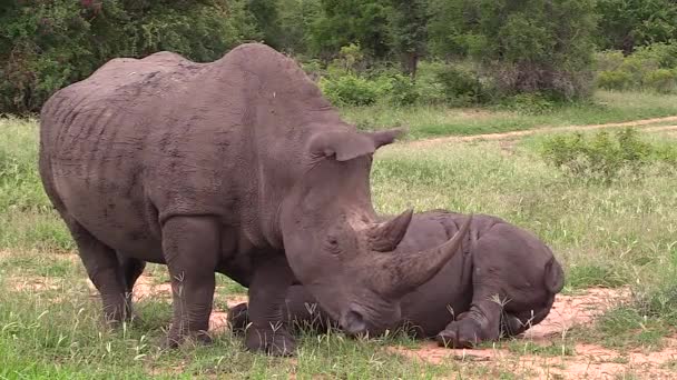 White Rhino Calf Nursing Its Mother — Stok video