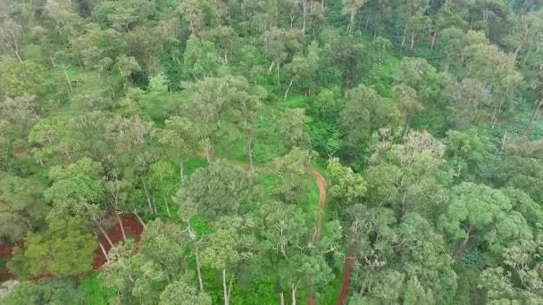 Aerial View Cardamom Farming Asian Rain Forest Trees Growing India — Stock video