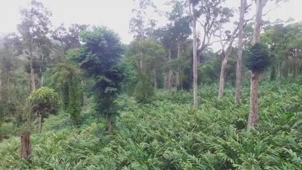 Aerial View Cardamom Farming Asian Rain Forest — Wideo stockowe