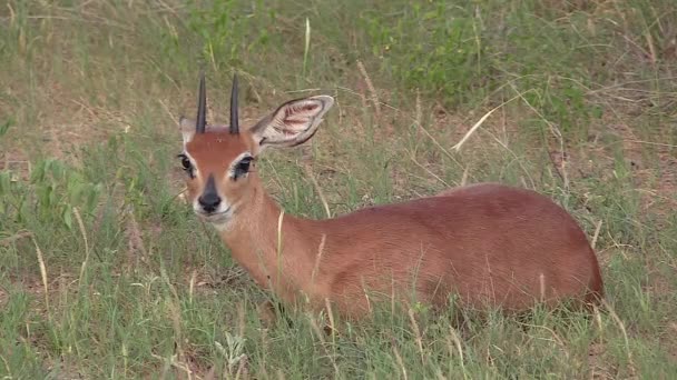 Male Steenbok Dwarf Antelope Resting Green Grass South Africa — Wideo stockowe