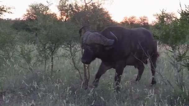 Itchy African Cape Buffalo Rubbing Its Horns Head Small Acacia — Vídeos de Stock