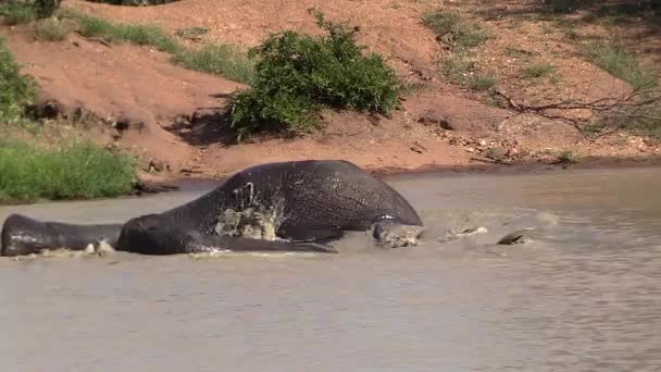 Elephant Swimming Splashing Small Waterhole Timbavati South Africa — Stockvideo