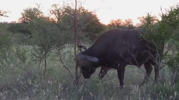 Itchy African Cape Buffalo Rubbing Its Face Head Small Acacia — Stock video