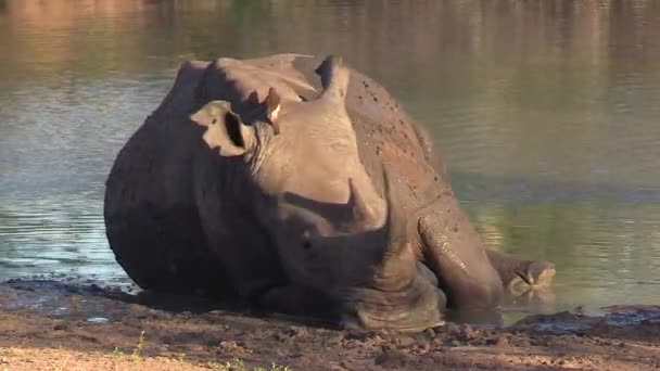 Rhino Rests Edge Water Small Bird Moves Top — Video Stock