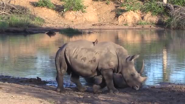 Resting Rhino Gets Ground Calf Walks Edge Water — Video Stock