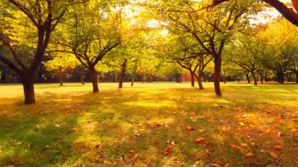 Beautiful Autumn Scene Japanese Garden Fallen Leaves Herastrau Park Romania — Video