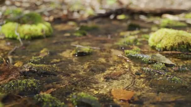 Close Slow Motion View Young Man Boots Hiking Green Forest — Wideo stockowe