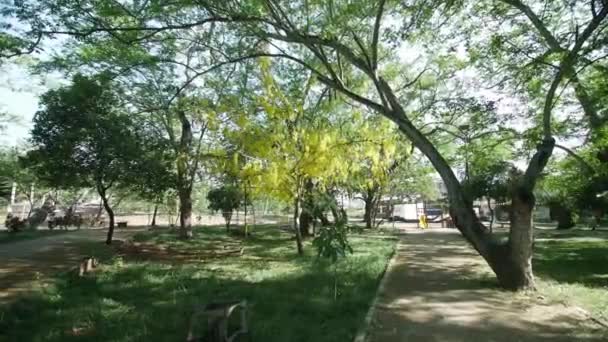 Wide Shot Orbit Yellow Tree Natural Park Gallineral Giron — Vídeo de Stock