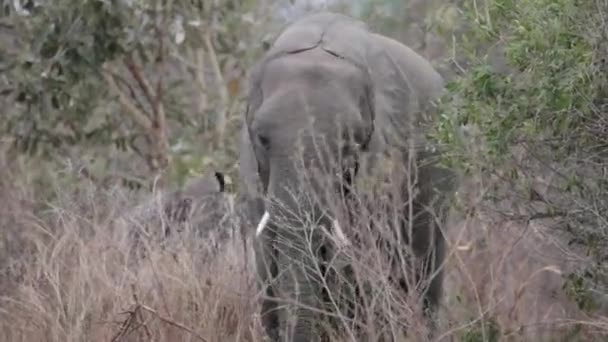 Young Elephant Feeding Grass — Stok video