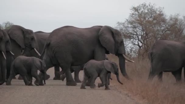 Herd Elephants Crosses Road — Stok video