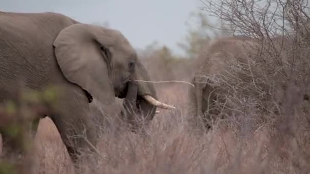 African Elephants Walking Bush — Vídeo de Stock
