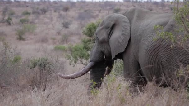 African Elephant Grazing Grass — Stok video
