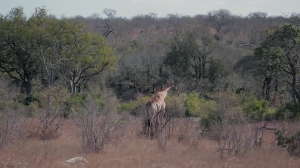 Giraffe Afrikanischen Busch — Stockvideo