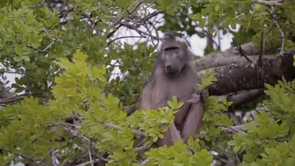 Baboon Picks Leaves Eats — Vídeo de Stock