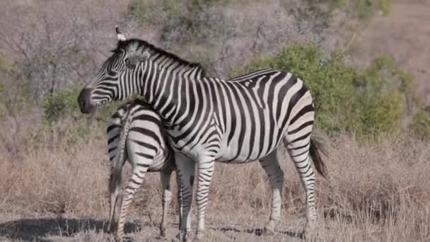 Zebra Foal Suckling Mother — Video Stock