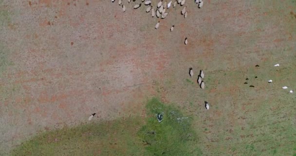 Вівці Проходять Через Сухе Поле Аерофотознімки — стокове відео