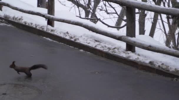 Squirrel Crossing Street Winter — Vídeos de Stock