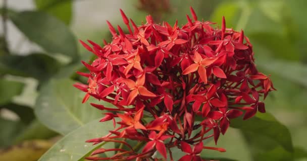 Red Flower Macro Shot Made Thailand — Vídeos de Stock
