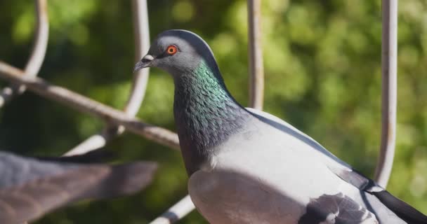 Pigeon Blue Winged Dove Sits Window — Vídeos de Stock