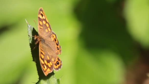 Single Pararge Butterfly Green Meadow Resting — Wideo stockowe