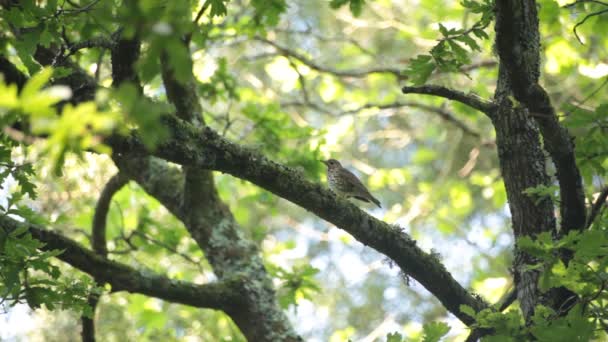 Wood Thrush Bird Oak Branch Beautiful Green Spring Morning — 图库视频影像