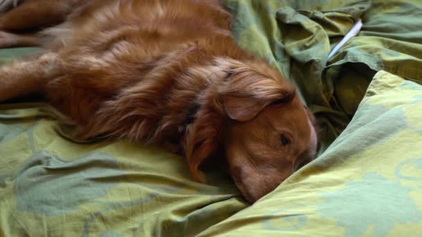 Nova Scotia Duck Tolling Retriever Sleeping Bed — Stockvideo