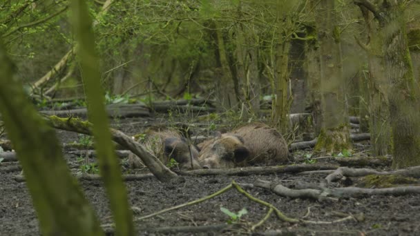 Close Two Wild Boar Resting Amongst Trees — Stockvideo
