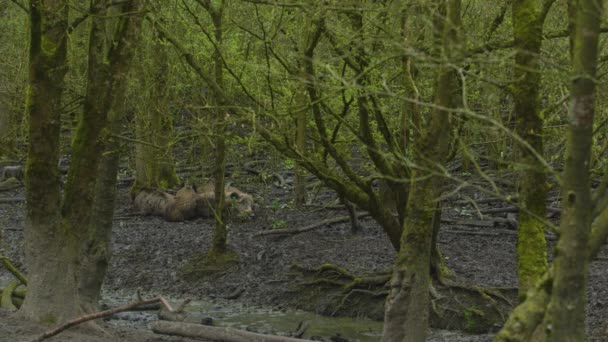 Sounder Wild Boar Sleeping Peacefully Mud — Vídeo de stock