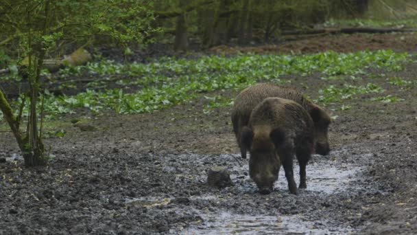 Two Wild Boar Forage Food Wet Muddy Earth — Vídeo de Stock