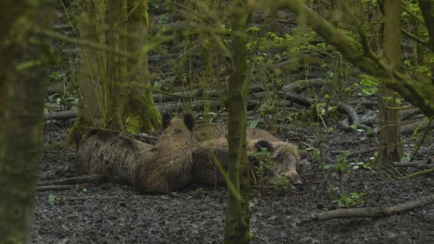 Een Huddle Sounder Van Wilde Zwijnen Slapen Het Bos — Stockvideo