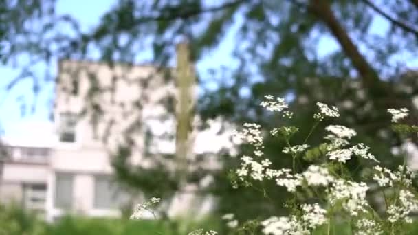 Biały Kwiat Poruszający Się Wietrze Budynkami Tle Zielony Natura — Wideo stockowe