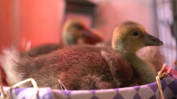 Two Fluffy Geese Chicks Gosling Sitting Heating Lamp Warming — Stockvideo