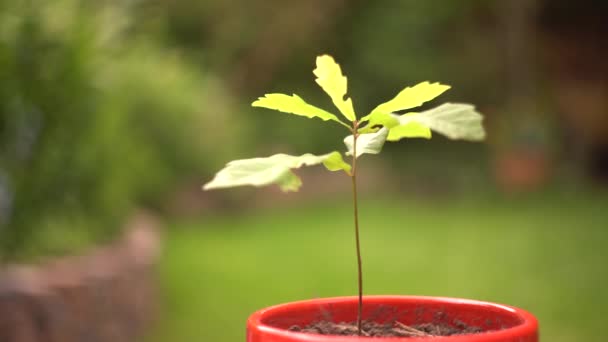 Small Planted Oak Tree Red Pot Moving Wind Germinating Oak — Stockvideo