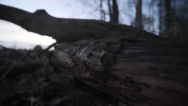 Scary Forest Shot Dead Tree — Stock video