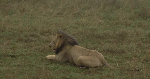 View Wildlife Safari Nairobi National Park Kenya Video Filmed Best — Stock Video