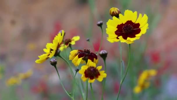 Flower Garden Tickseed Golden Tickseed Daisy Coreopsis Tictoria Focusing — Video Stock