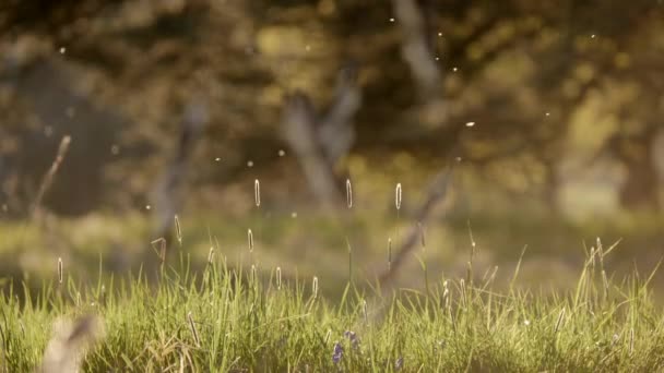 Hay Fever Plants Emitting Pollen — стоковое видео