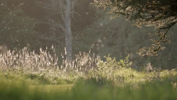 Hay Fever Plants Emitting Pollen — стоковое видео