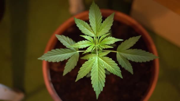 Big Green Homegrown Cannabis Plant Shot Recreational Drugs Dark — Stok video