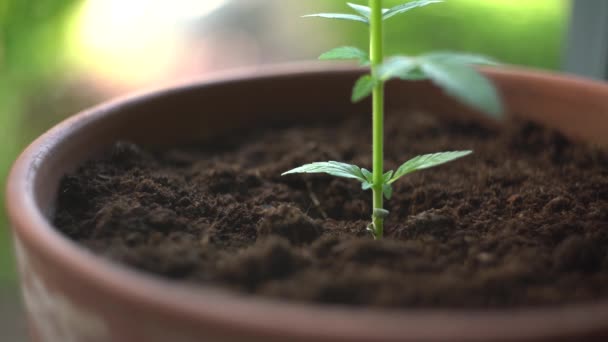 Small Homegrown Cannabis Plant Slowly Growing Recreational Drugs Seedling Fresh — Vídeo de Stock