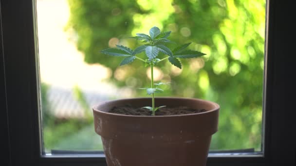 Homegrown Cannabis Plant Cultivation Standing Window Recreational Small Plant Bokeh — Stockvideo